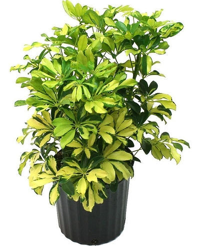 Schefflera arboricola 'Variegata'