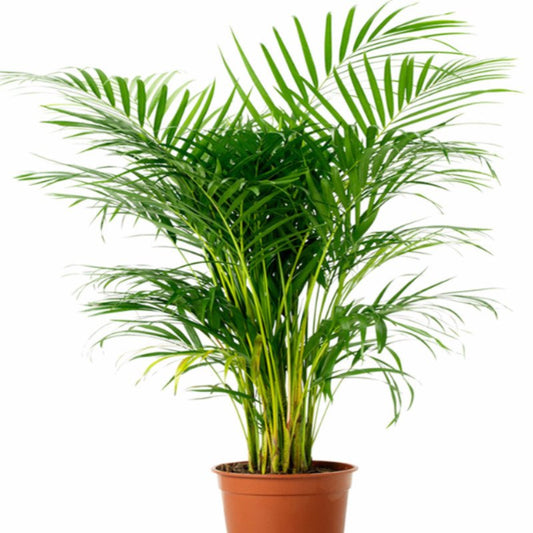 Areca Palm