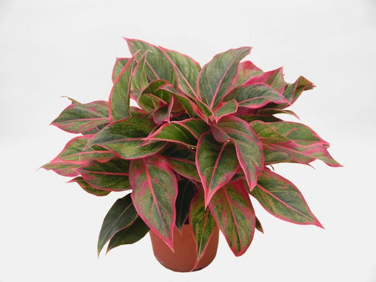 Aglaonema Red
