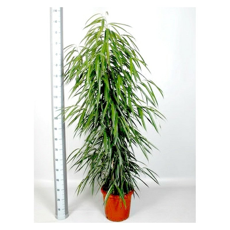 Ficus Allii
