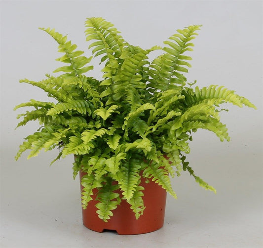 Boston Fern
