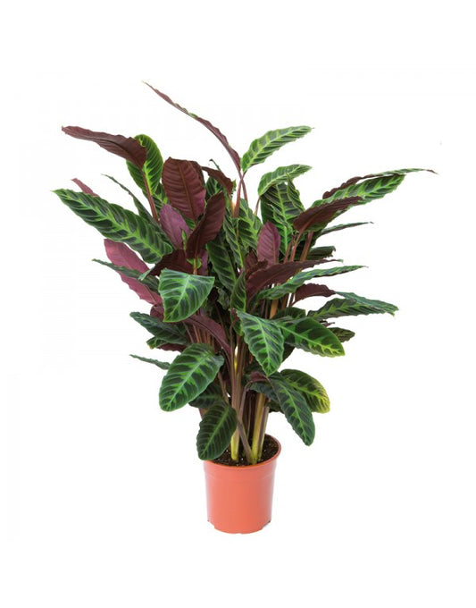 Calathea Zebrina