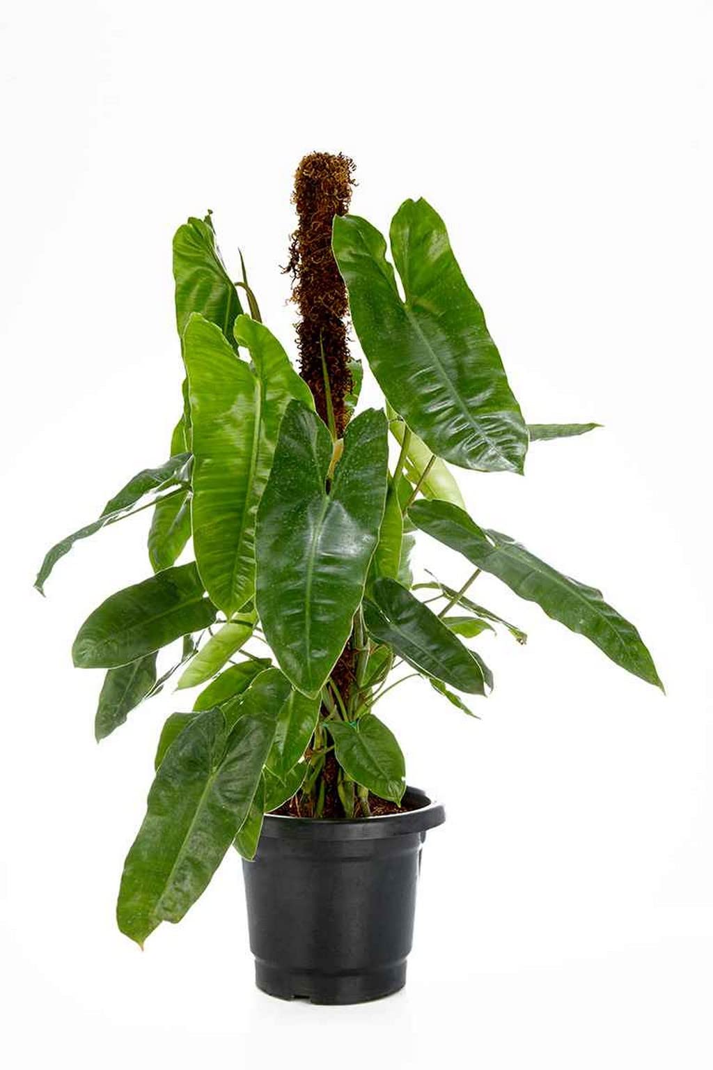 Philodendron Kerala Hybrid