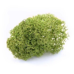 Reindeer Moss - Preserved Natural Moss for Stylish, Low-Maintenance Decor