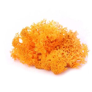 Reindeer Moss - Preserved Natural Moss for Stylish, Low-Maintenance Decor