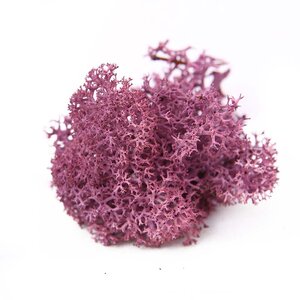 Reindeer Moss - Preserved Natural Moss for Stylish, Low-Maintenance Decor