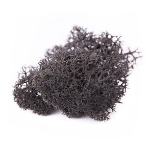 Reindeer Moss - Preserved Natural Moss for Stylish, Low-Maintenance Decor