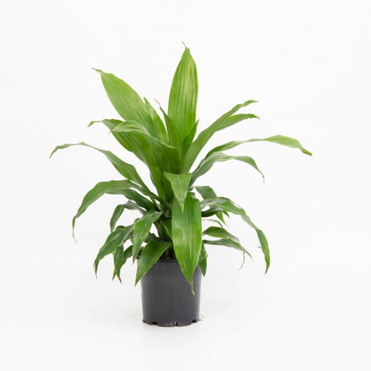 Dracaena fragrans ‘Janet Craig’