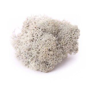 Reindeer Moss - Preserved Natural Moss for Stylish, Low-Maintenance Decor