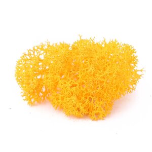 Reindeer Moss - Preserved Natural Moss for Stylish, Low-Maintenance Decor