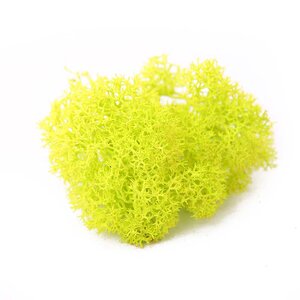 Reindeer Moss - Preserved Natural Moss for Stylish, Low-Maintenance Decor