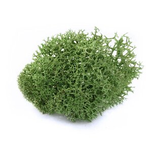 Reindeer Moss - Preserved Natural Moss for Stylish, Low-Maintenance Decor