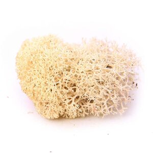 Reindeer Moss - Preserved Natural Moss for Stylish, Low-Maintenance Decor
