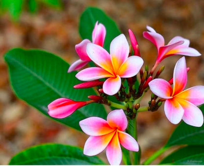 Plumeria (Frangipani)