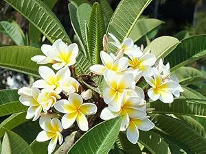 Plumeria (Frangipani)