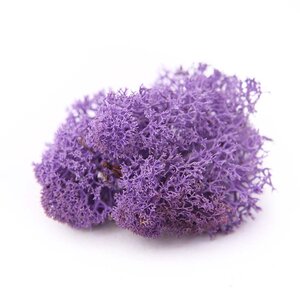 Reindeer Moss - Preserved Natural Moss for Stylish, Low-Maintenance Decor