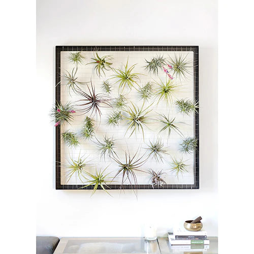 Airplant Frames (Subscription)