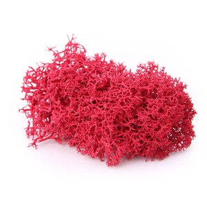 Reindeer Moss - Preserved Natural Moss for Stylish, Low-Maintenance Decor