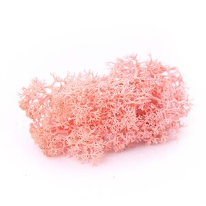 Reindeer Moss - Preserved Natural Moss for Stylish, Low-Maintenance Decor