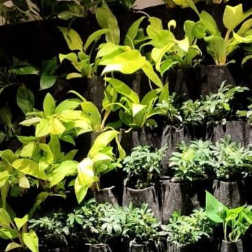 Wonderfelt Greenwall by Top Plants (150 sqft)