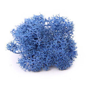 Reindeer Moss - Preserved Natural Moss for Stylish, Low-Maintenance Decor