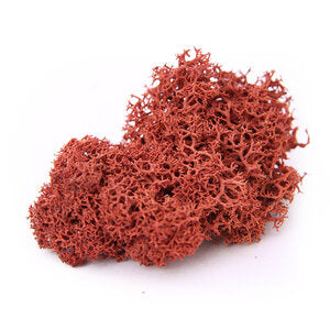 Reindeer Moss - Preserved Natural Moss for Stylish, Low-Maintenance Decor