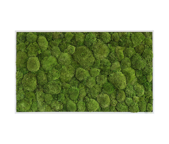 Moss Frames