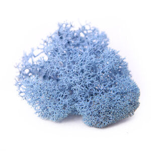 Reindeer Moss - Preserved Natural Moss for Stylish, Low-Maintenance Decor