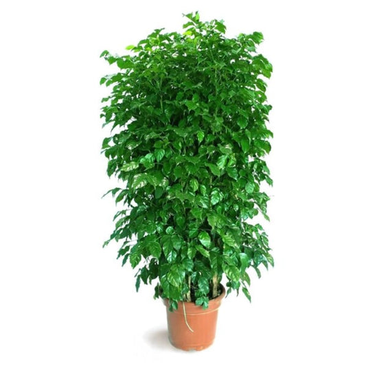 Radermachera (China Doll Plant)