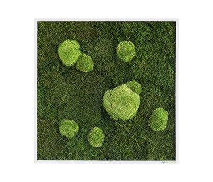 Moss Frames